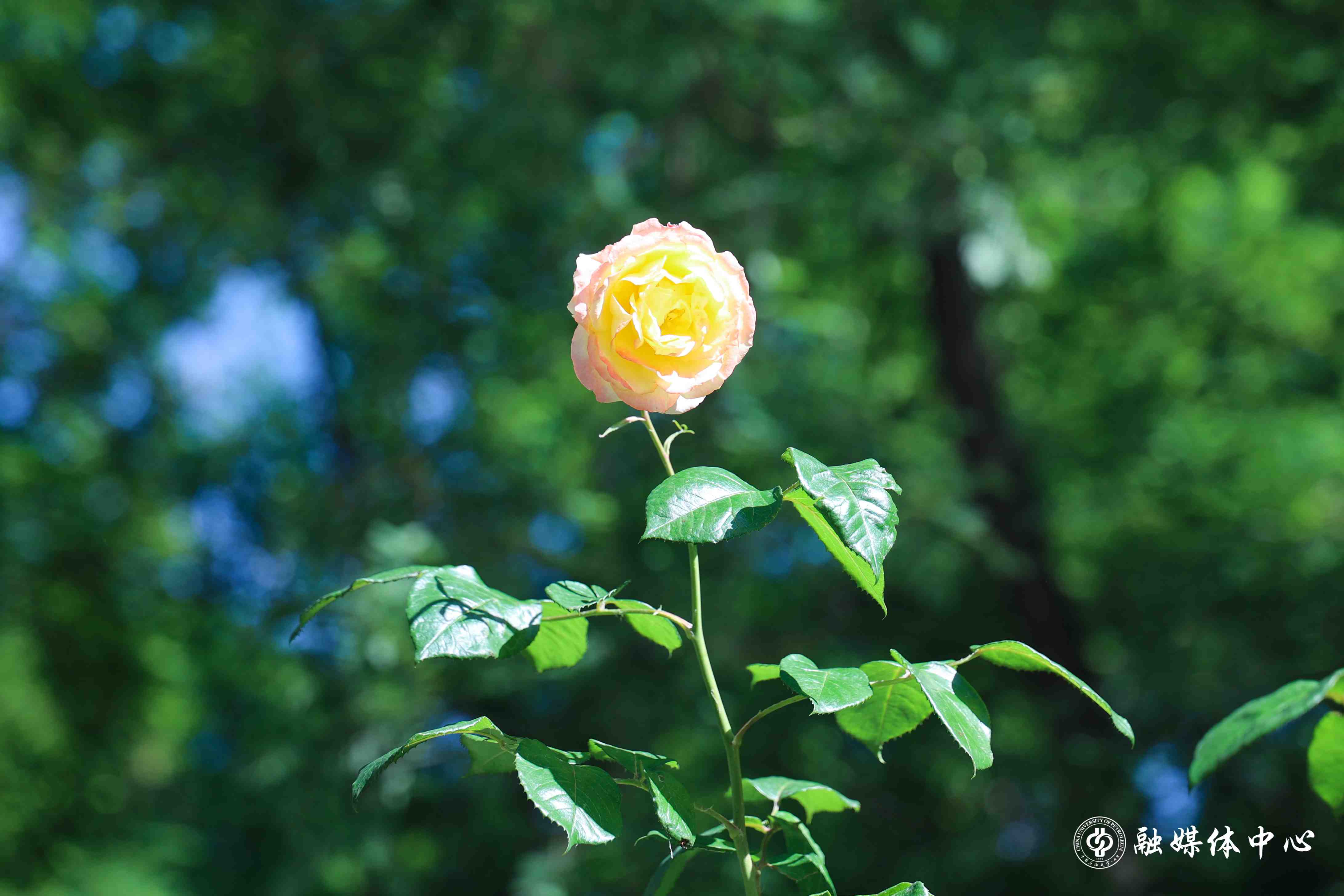 4G4A3509.jpg